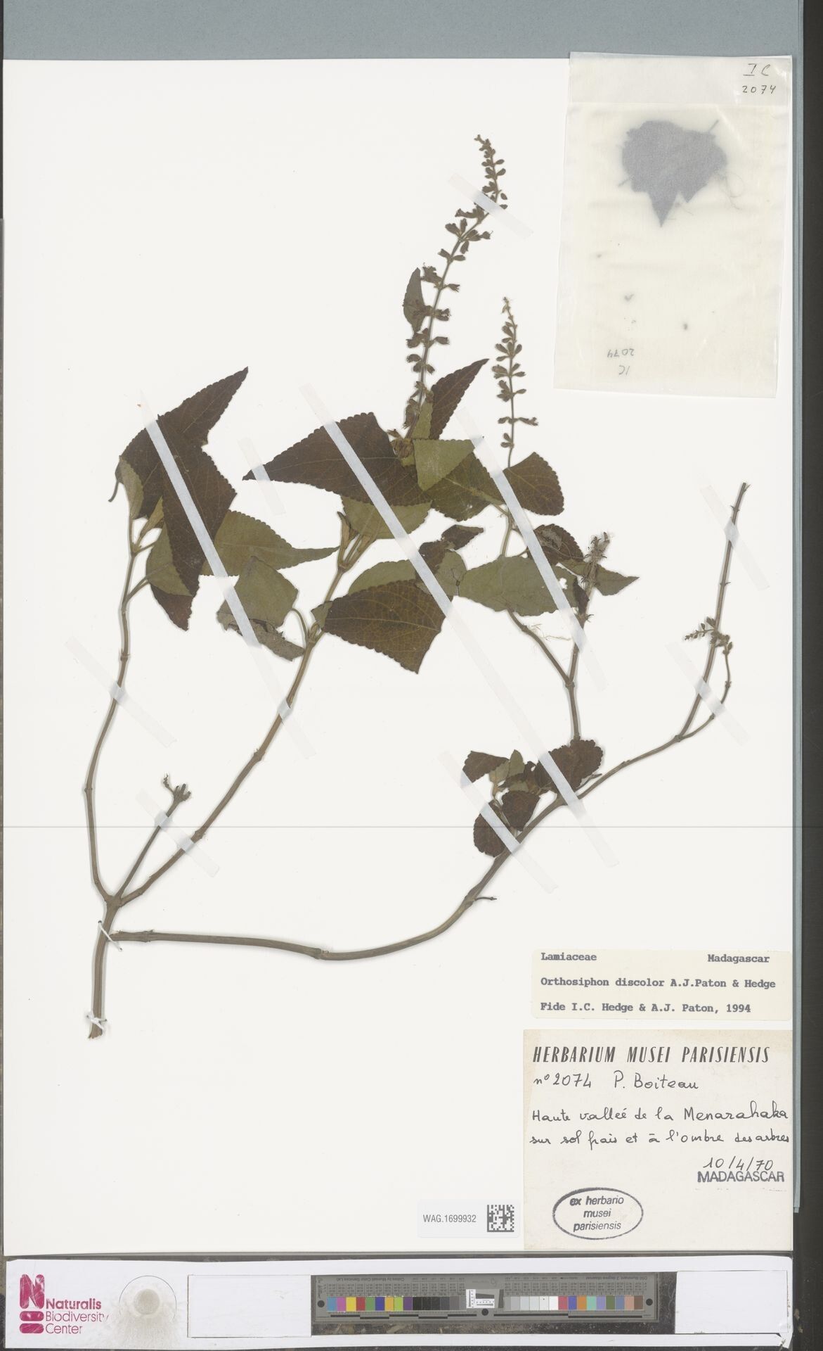 Orthosiphon discolor — related species from the same genus