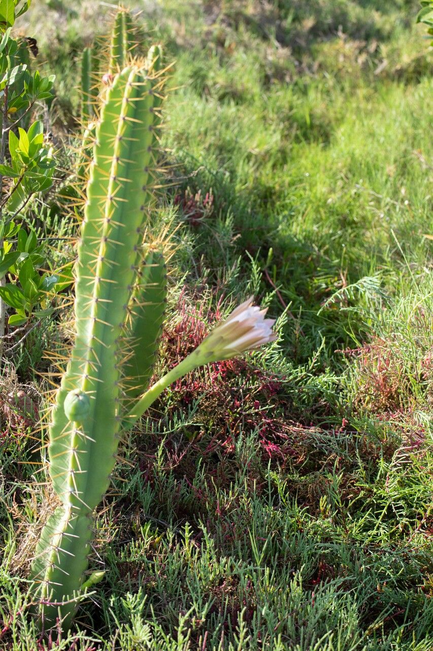 Cereus fernambucensis flower