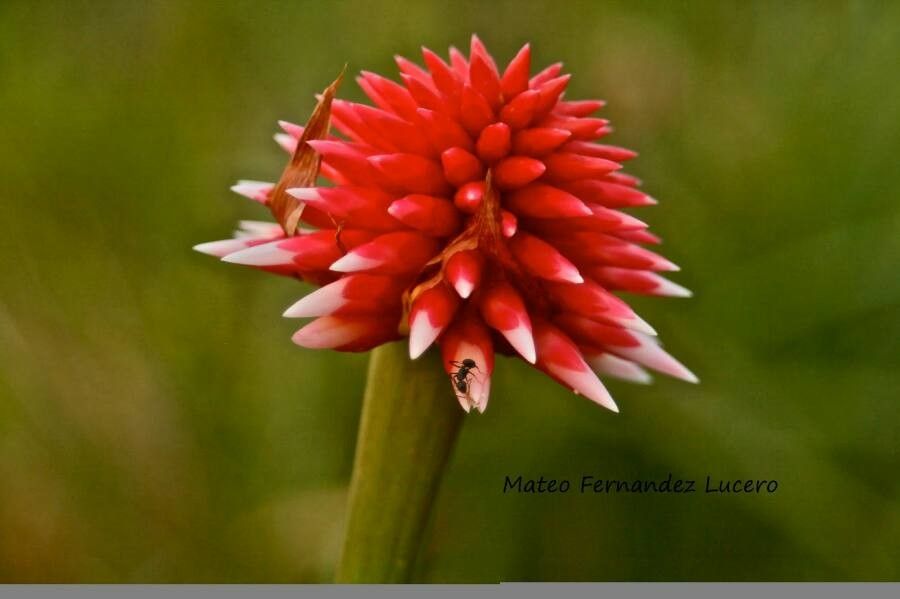 Guacamaya superba — houseplant care guide