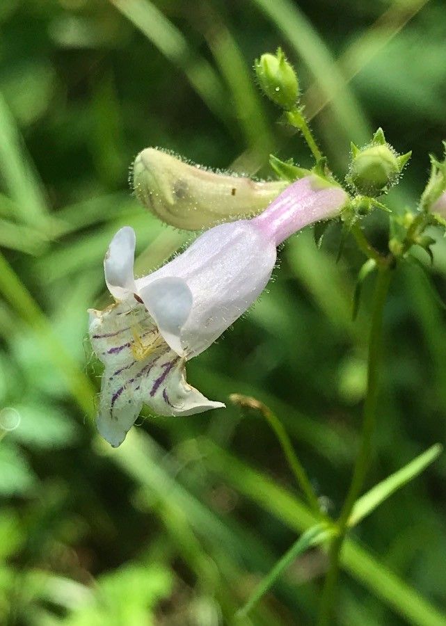 Penstemon australis — search result for 'Penstemon'