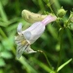Penstemon australis