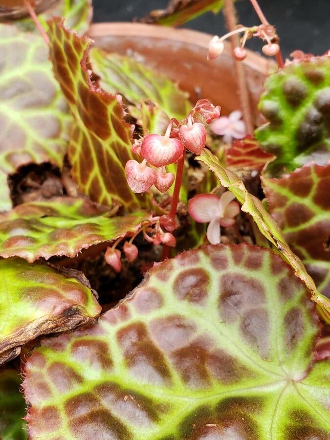 Begonia rajah flower