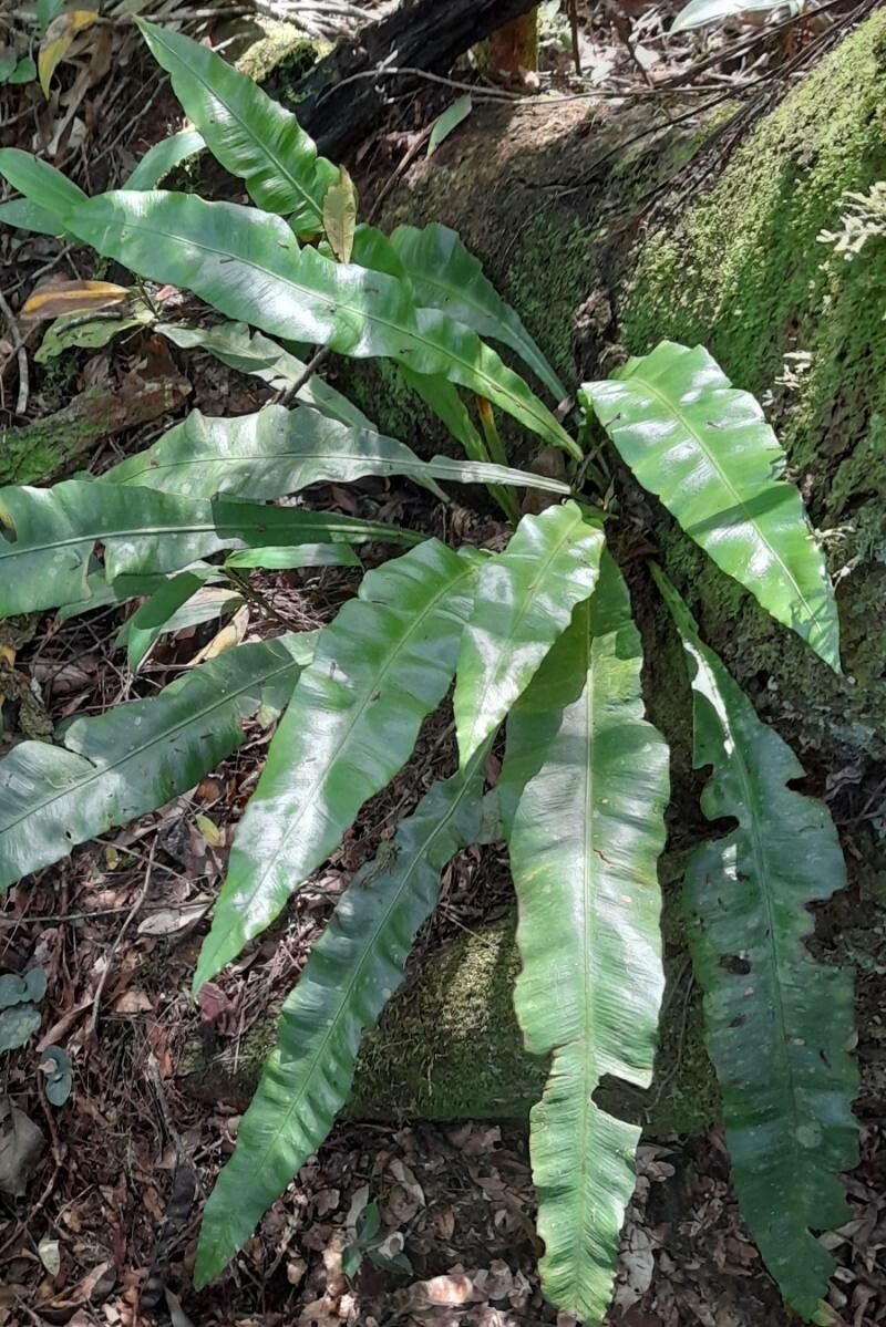 Campyloneurum nitidum habit