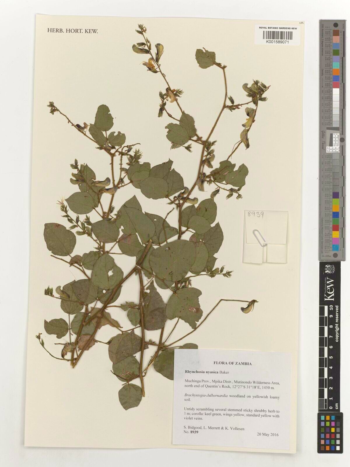 Rhynchosia nyasica — houseplant care guide