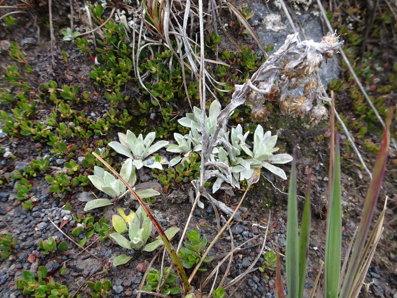 Gnaphalium antennarioides habit