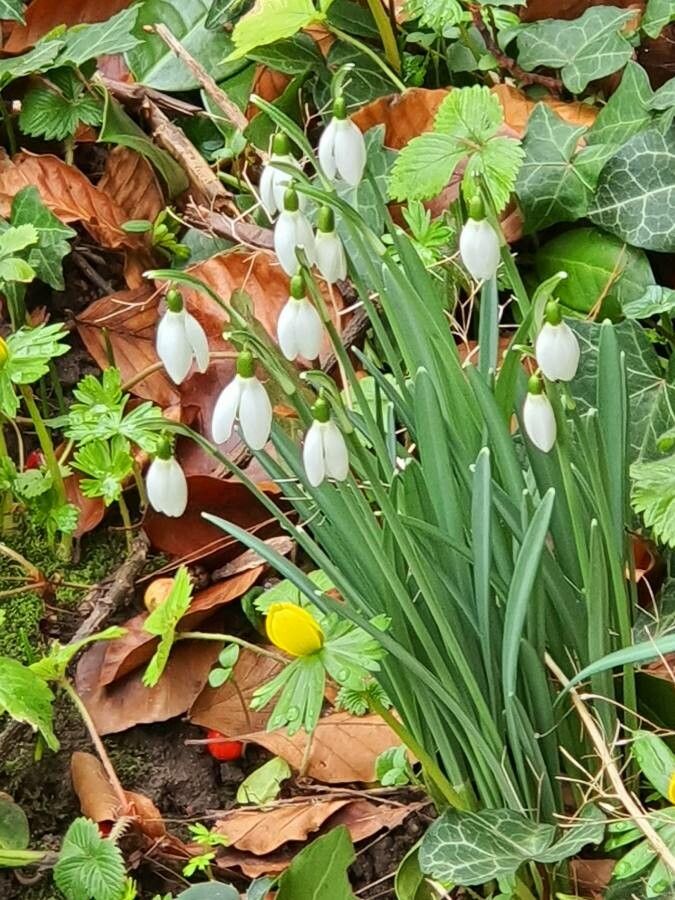 Galanthus plicatus flower