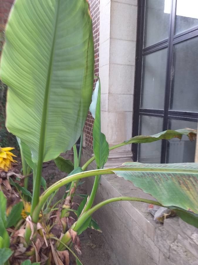 Ensete lasiocarpum leaf