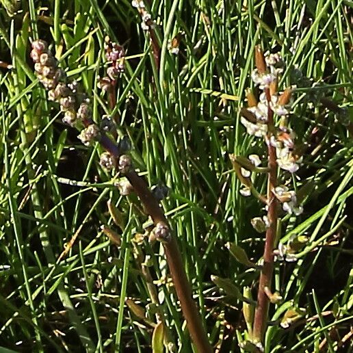 Triglochin barrelieri — related species from the same genus