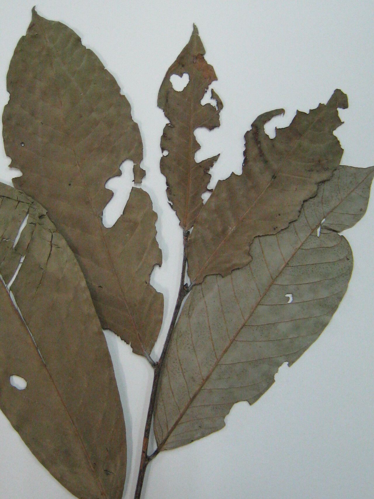 Couepia excelsa — houseplant care guide