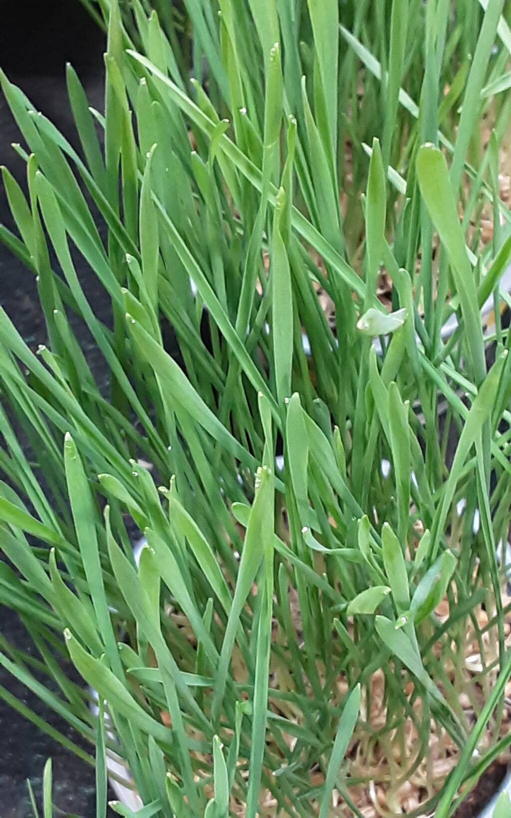 Avena longiglumis — search result for 'Avena'