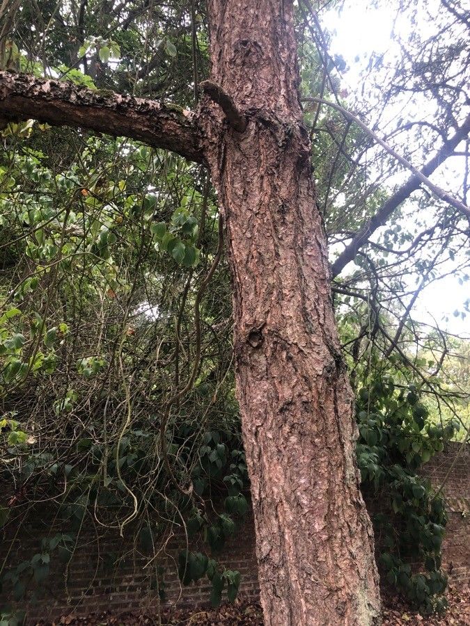 Betula maximowicziana bark