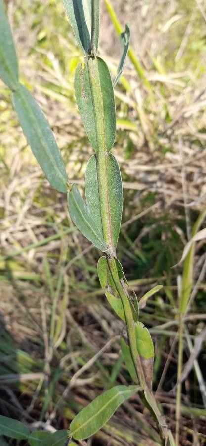 Baccharis articulata — search result for 'Baccharis'