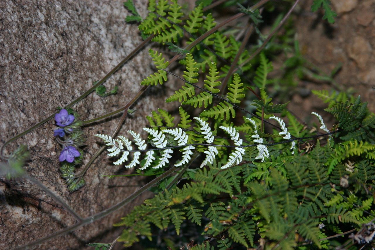 Notholaena lemmonii — houseplant care guide