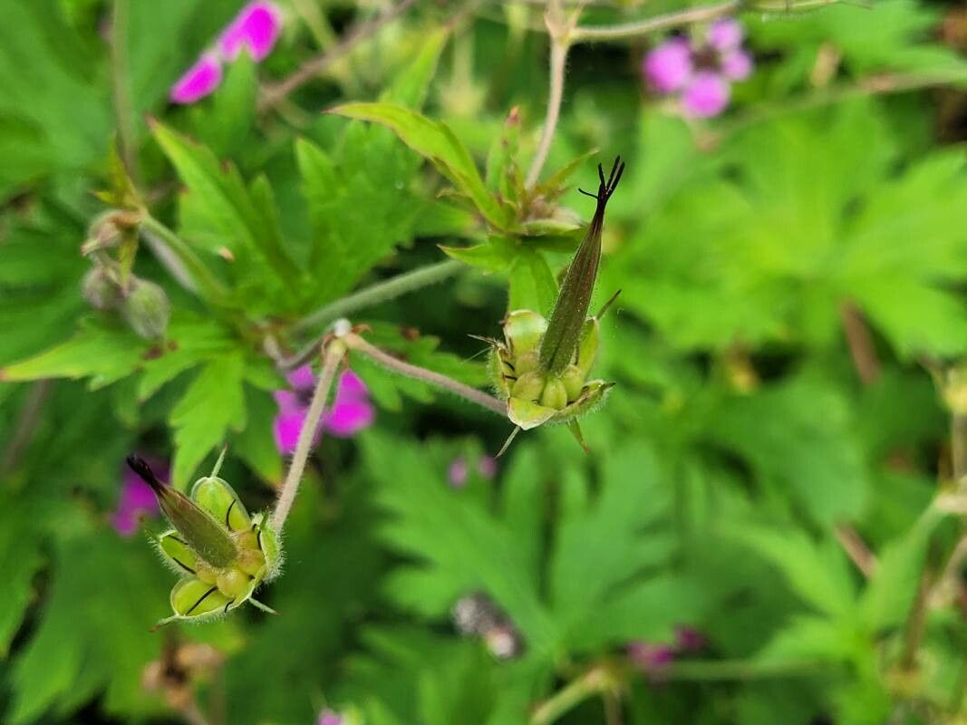 Geranium psilostemon fruit