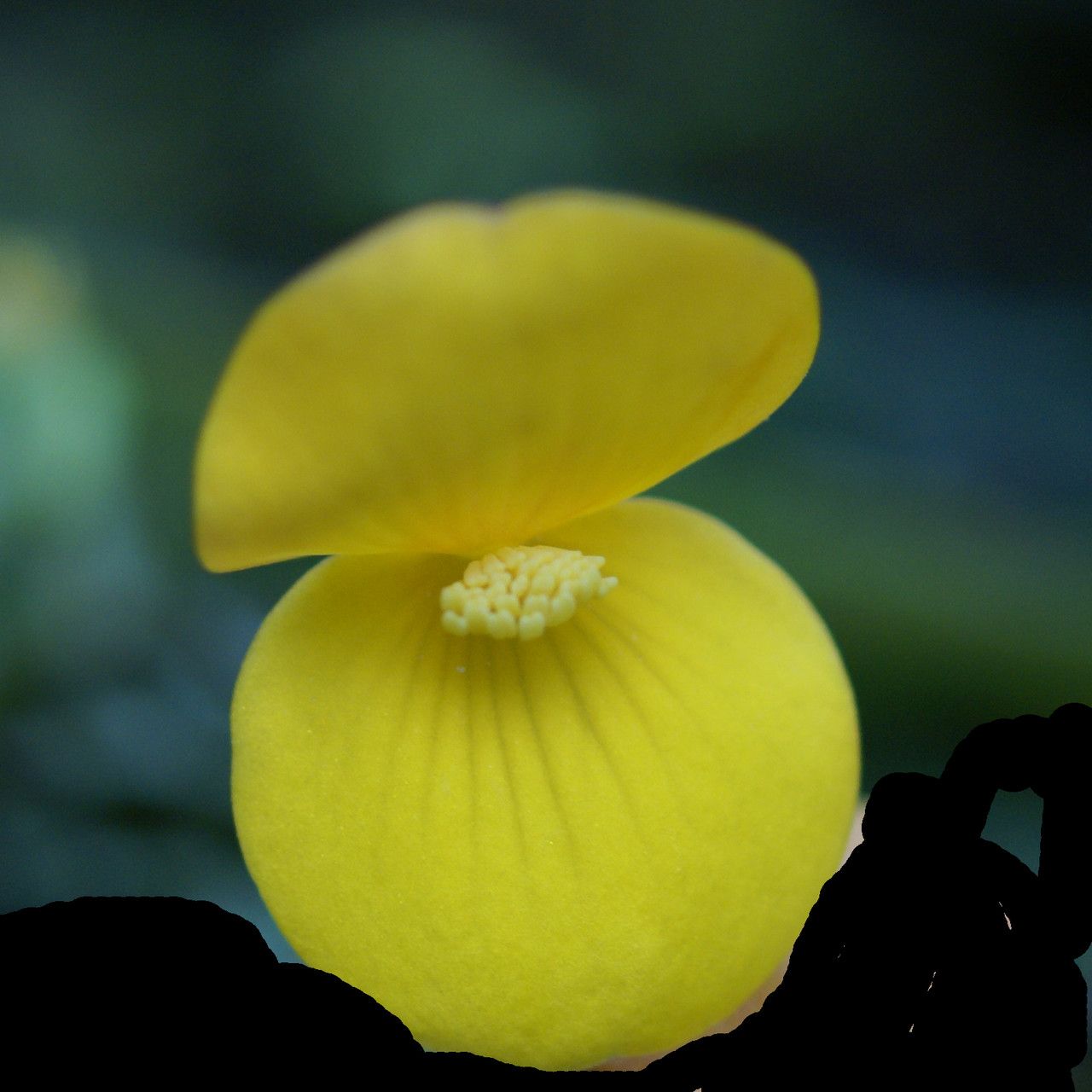 Begonia staudtii flower
