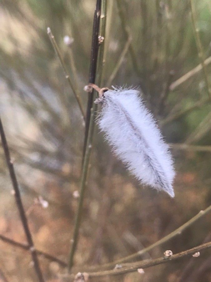 Cytisus striatus fruit