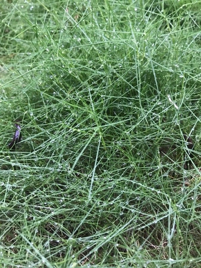 Zoysia tenuifolia — related species from the same genus