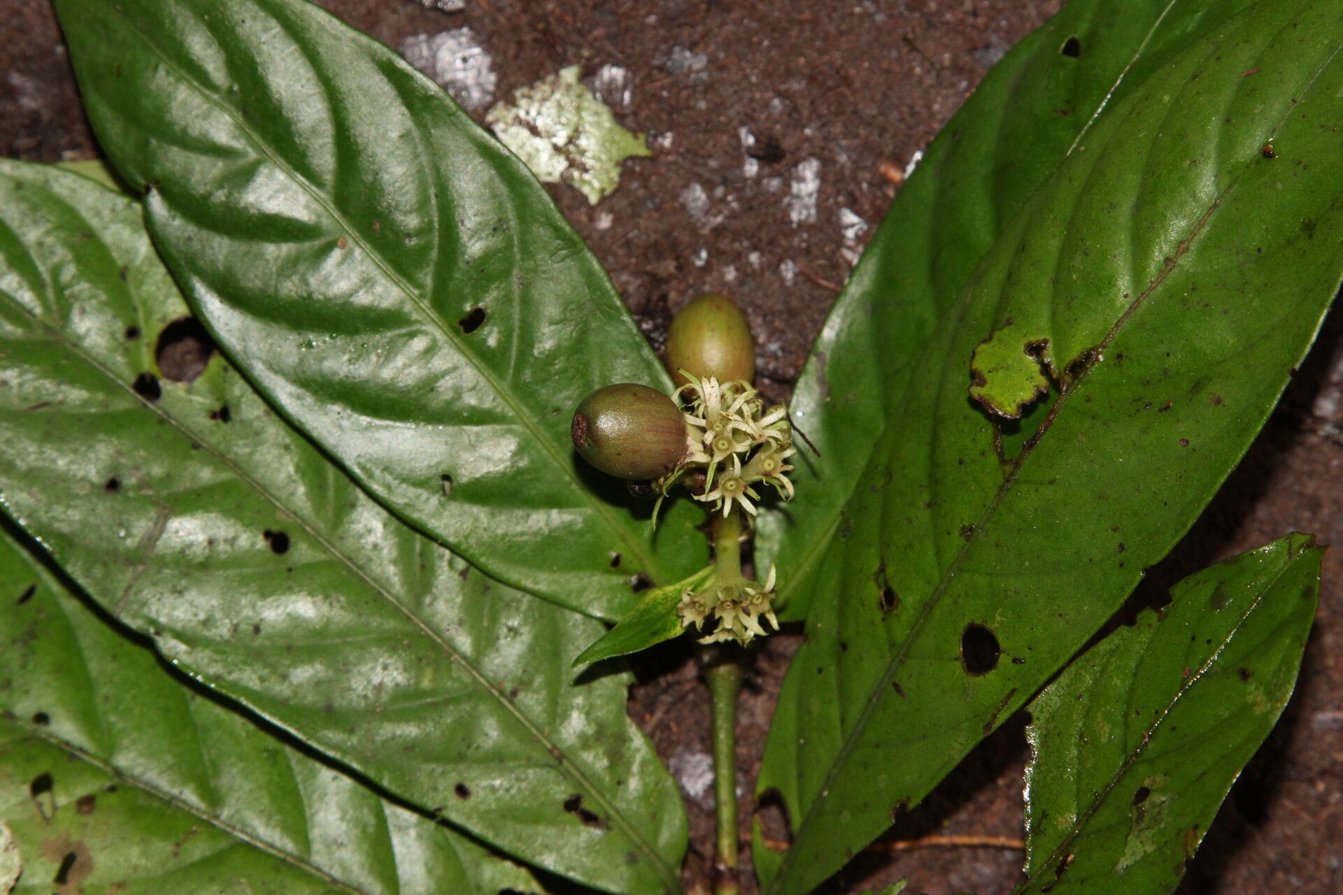 Gaertnera bieleri fruit