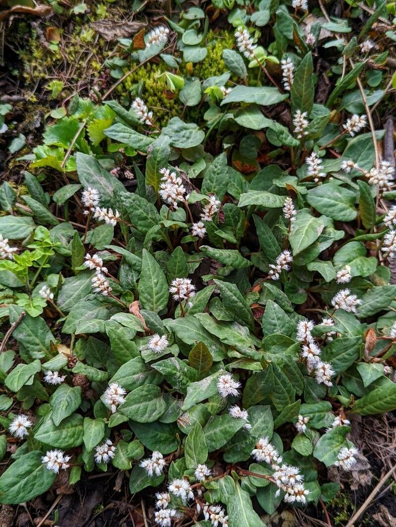 Bistorta tenuicaulis — search result for 'South Korea'