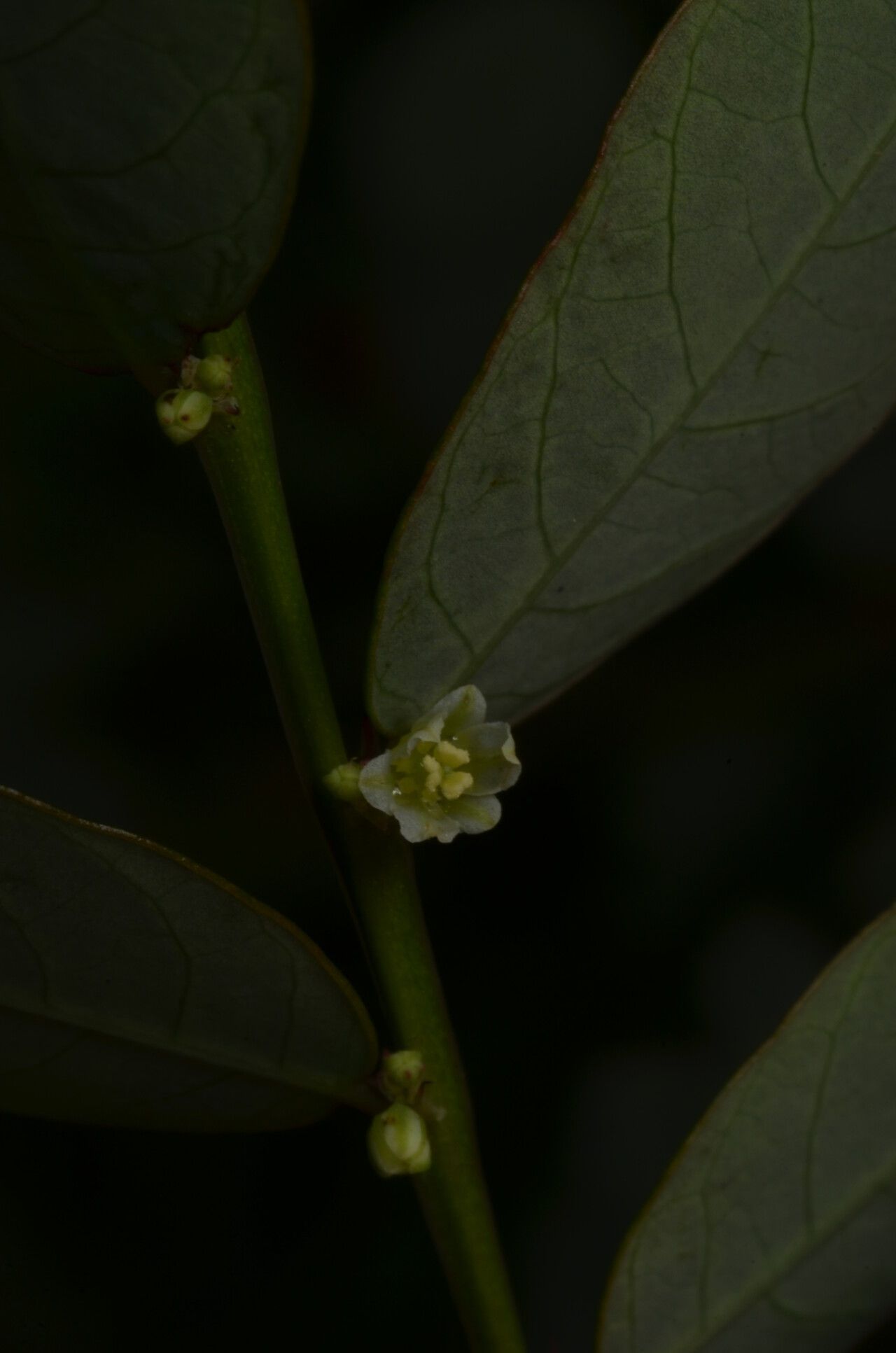 Phyllanthus mannianus — houseplant care guide