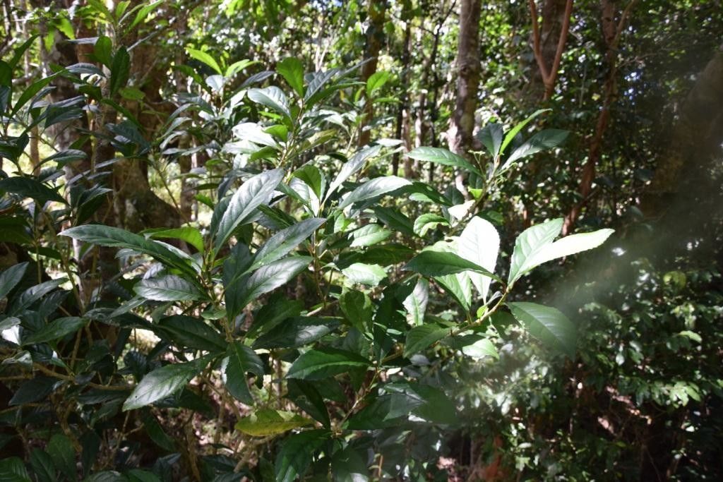 Hybanthus micranthus habit