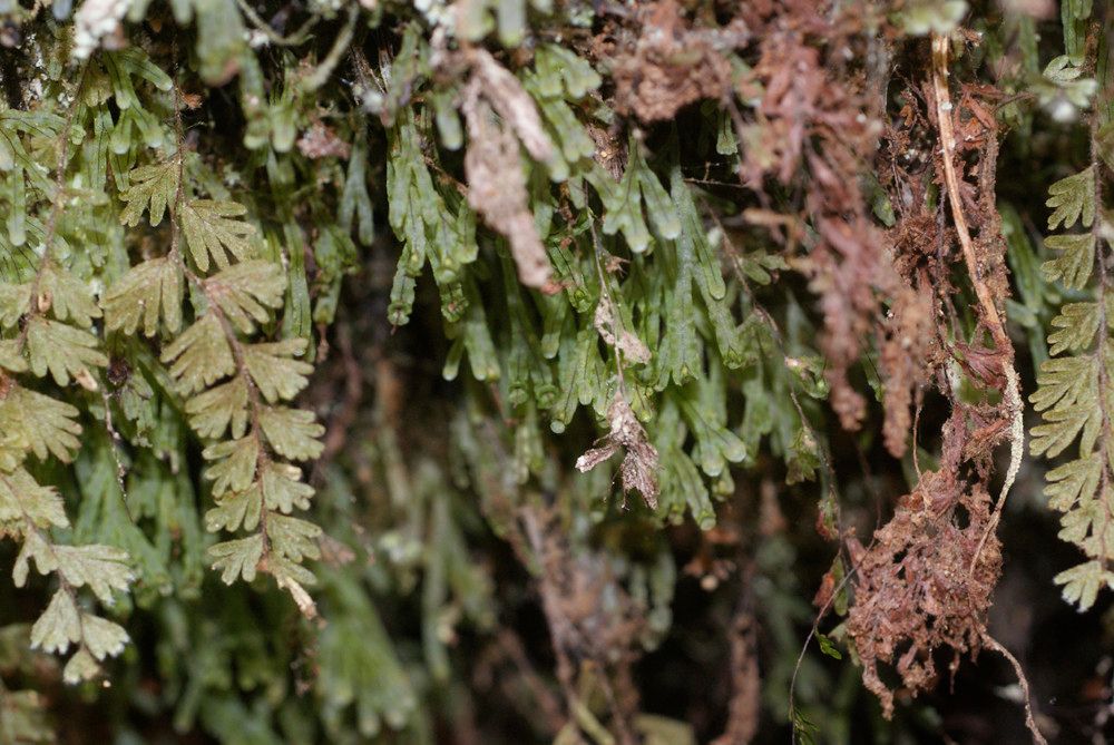 Hymenophyllum digitatum habit