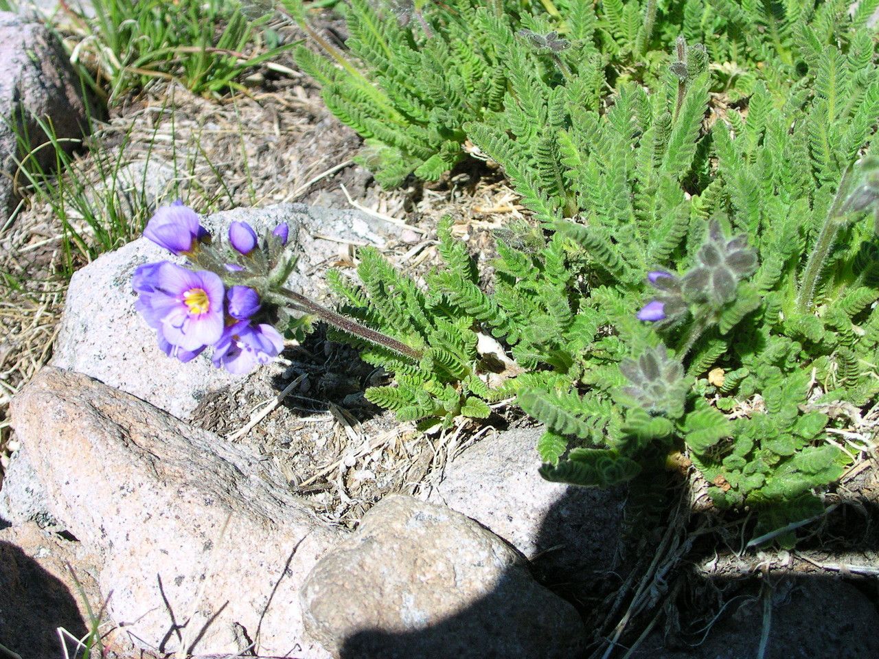 Polemonium elegans habit
