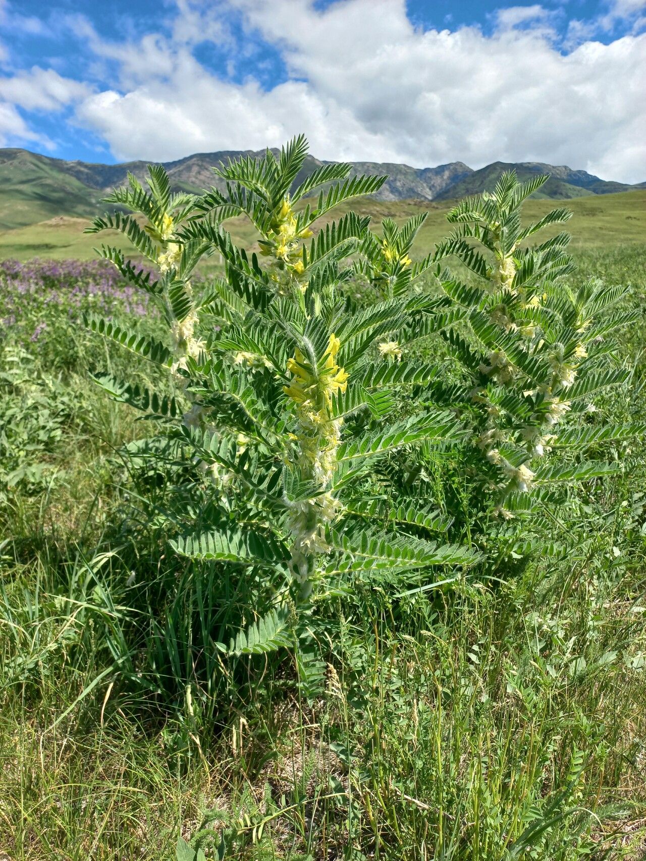 Astragalus sieversianus habit