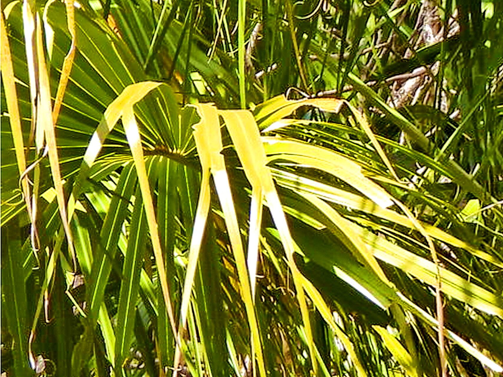 Livistona nitida — houseplant care guide