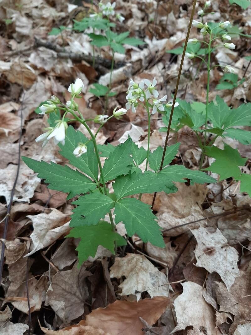 Cardamine diphylla — search result for 'Cardamine'