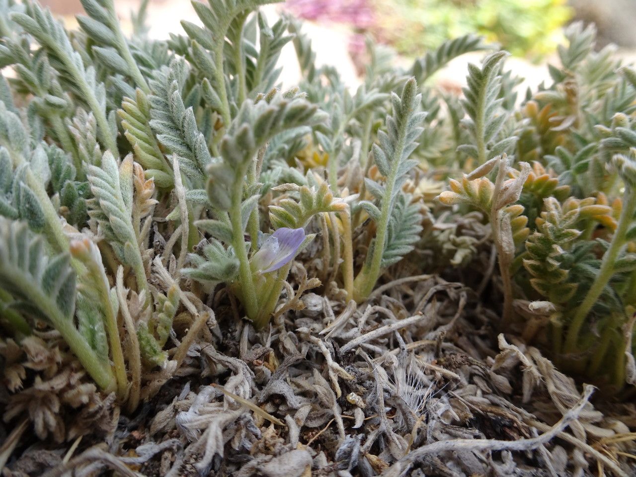 Astragalus cryptobotrys flower
