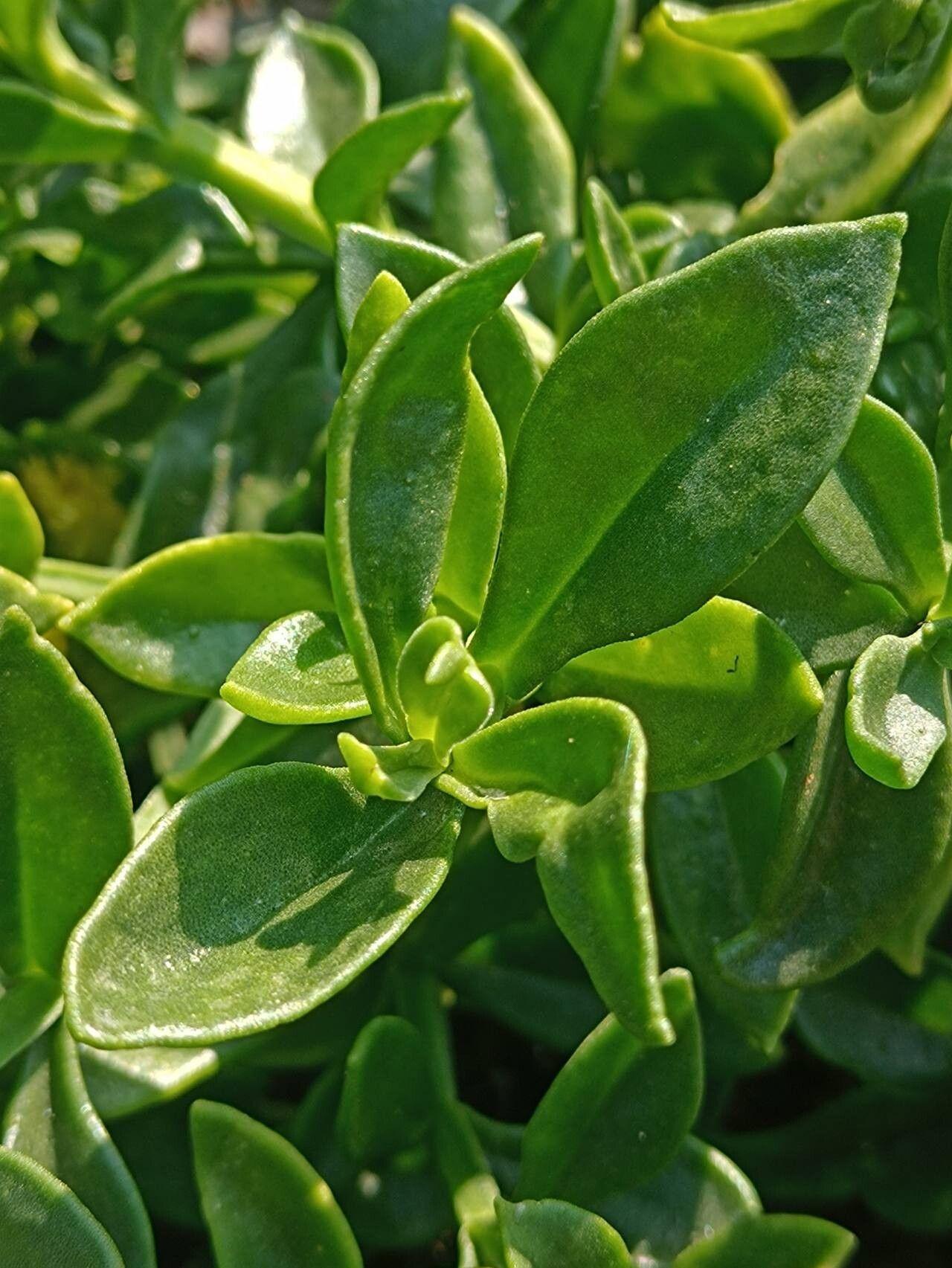 Mesembryanthemum haeckelianum — search result for 'Mesembryanthemum'