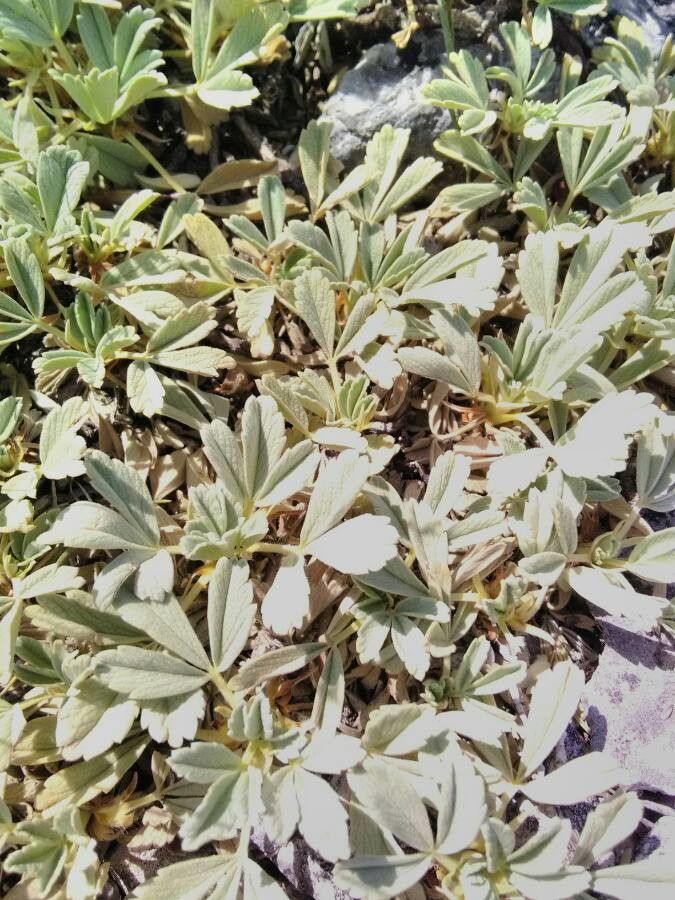 Potentilla valderia leaf