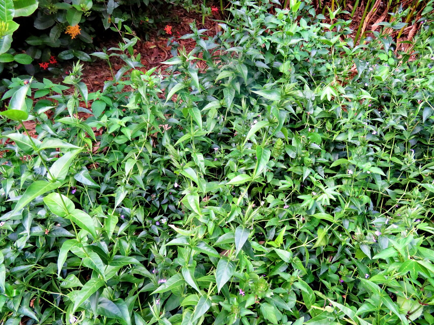 Justicia hassleri habit