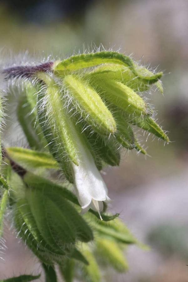 Onosma rhodopaea flower