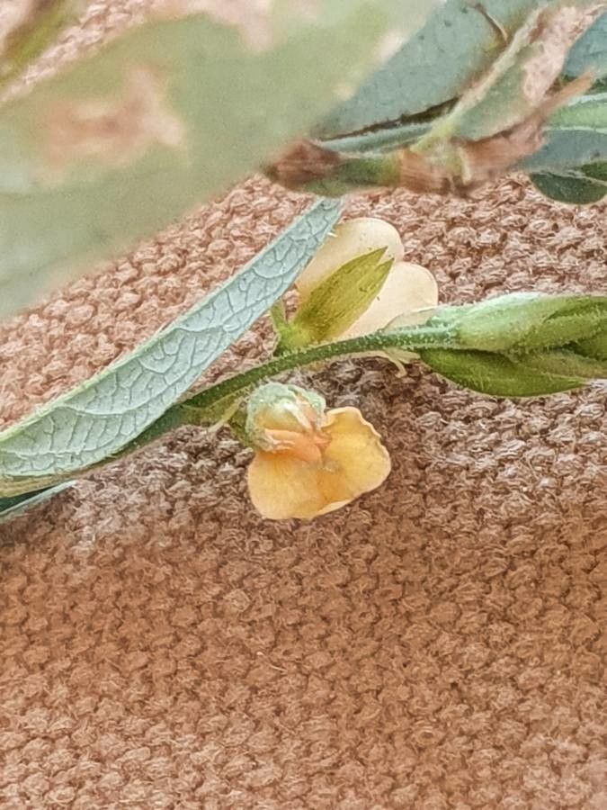 Alysicarpus glumaceus flower