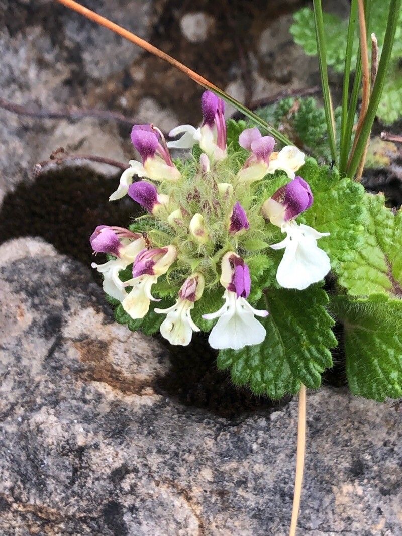 Teucrium pyrenaicum flower