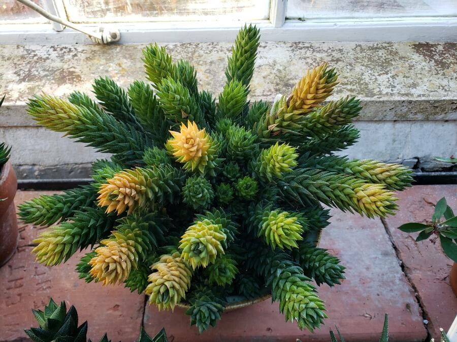 Haworthia glauca habit