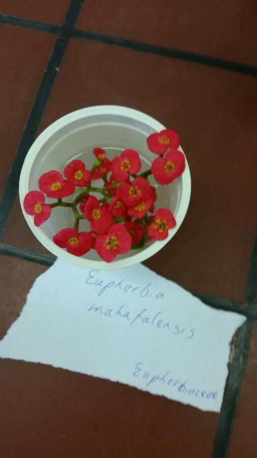 Euphorbia mahafalensis flower