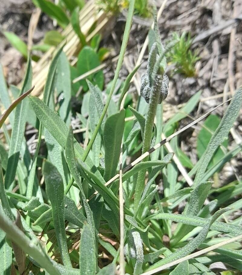 Hypochaeris caespitosa — related species from the same genus