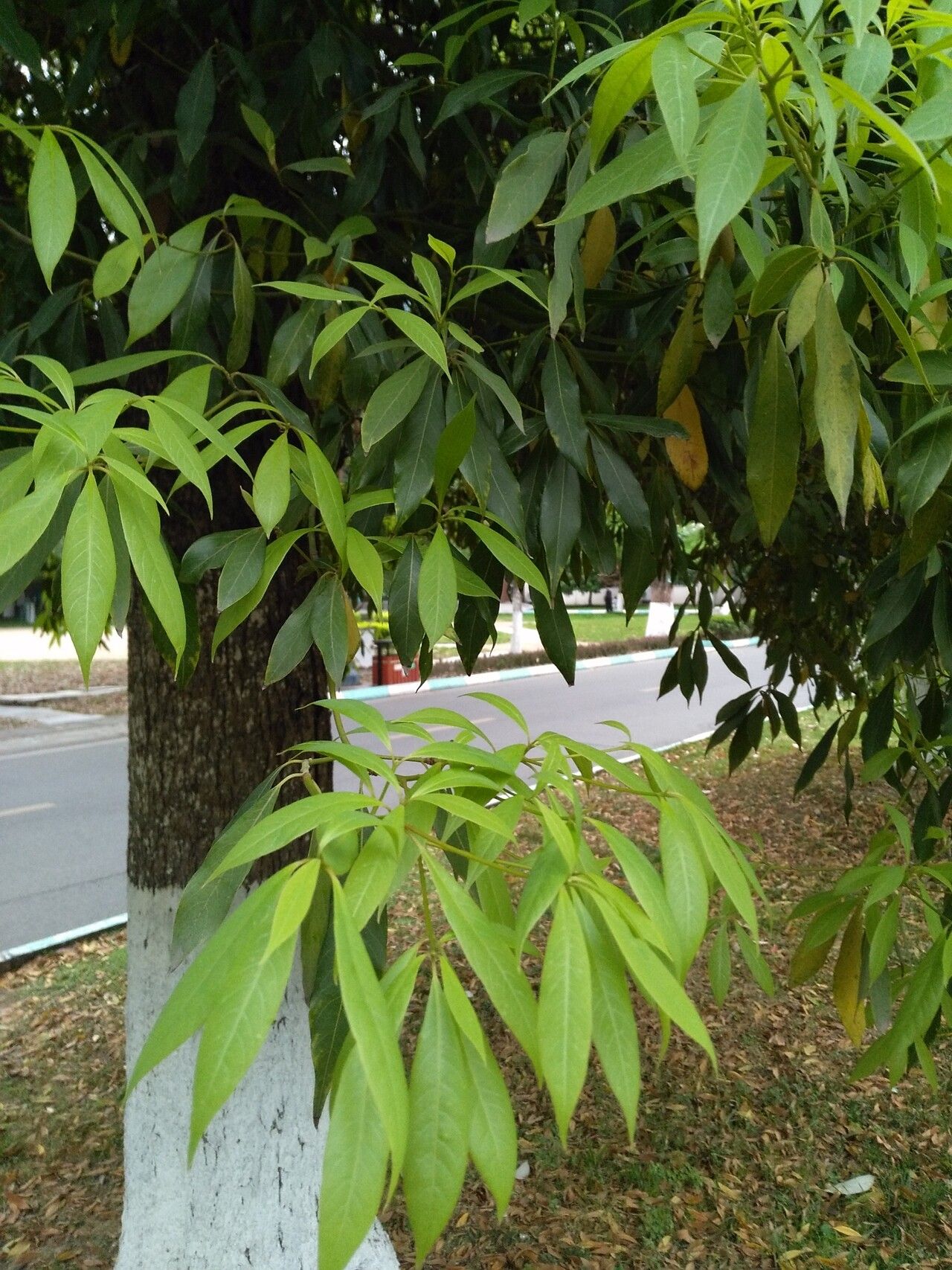 Machilus nanmu — houseplant care guide