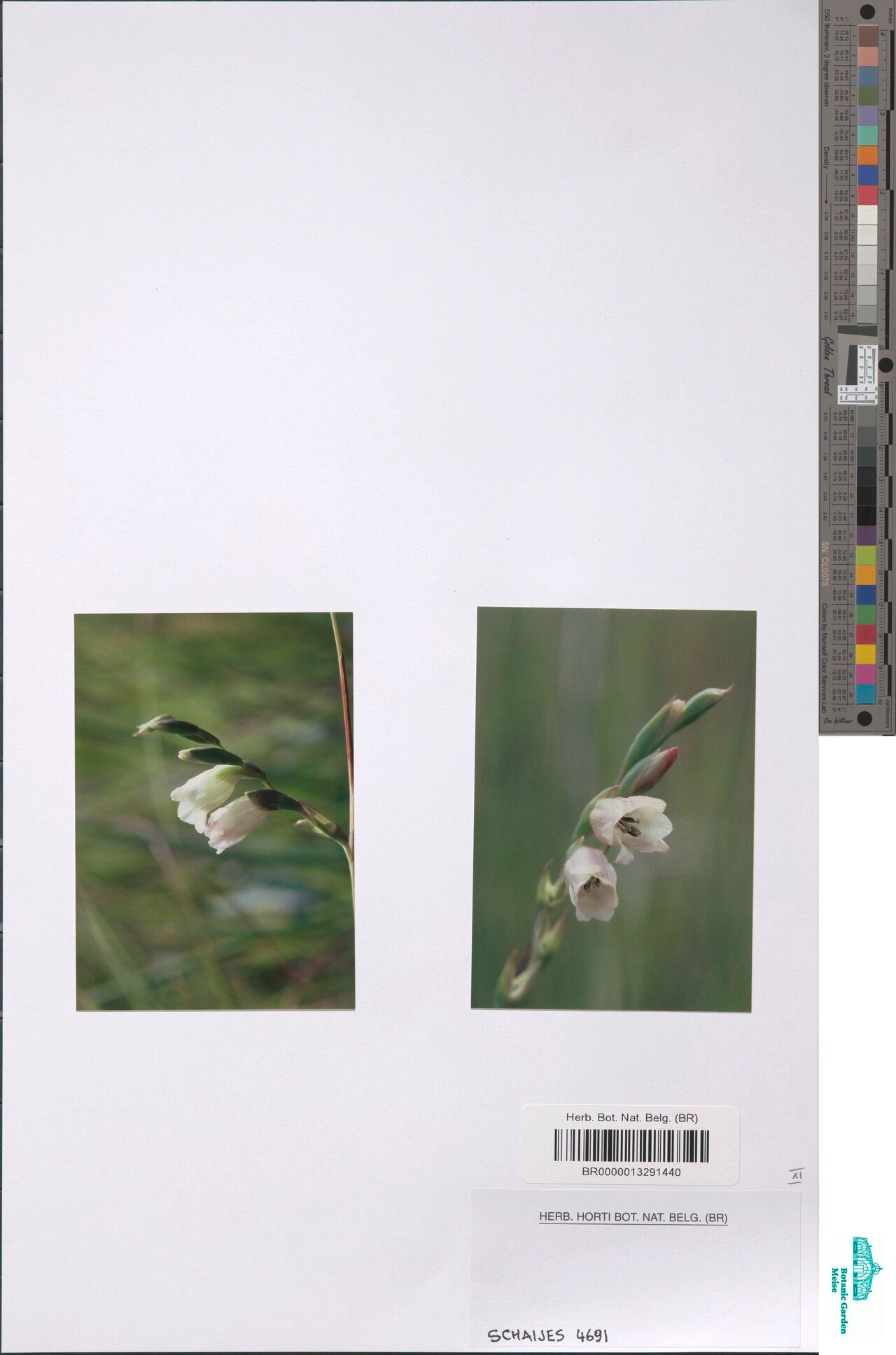 Gladiolus actinomorphanthus — related species from the same genus