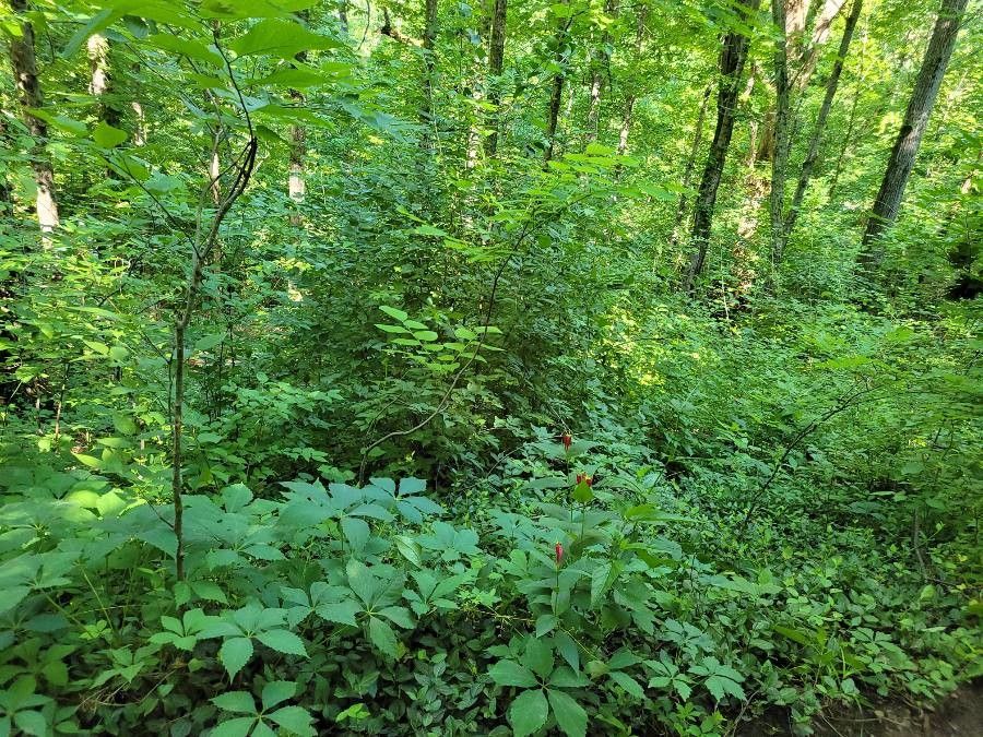 Spigelia marilandica habit