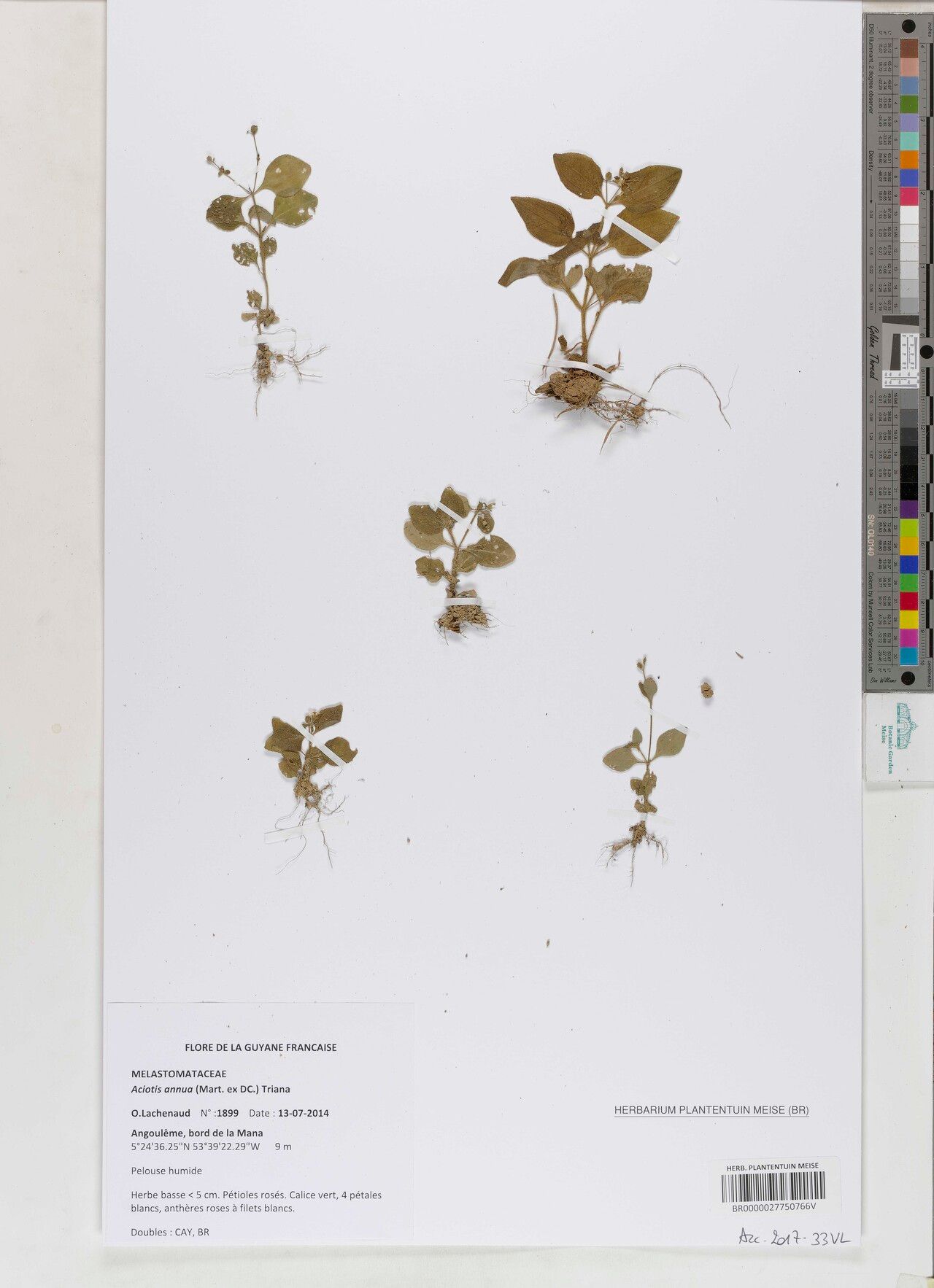 Aciotis annua — related species from the same genus