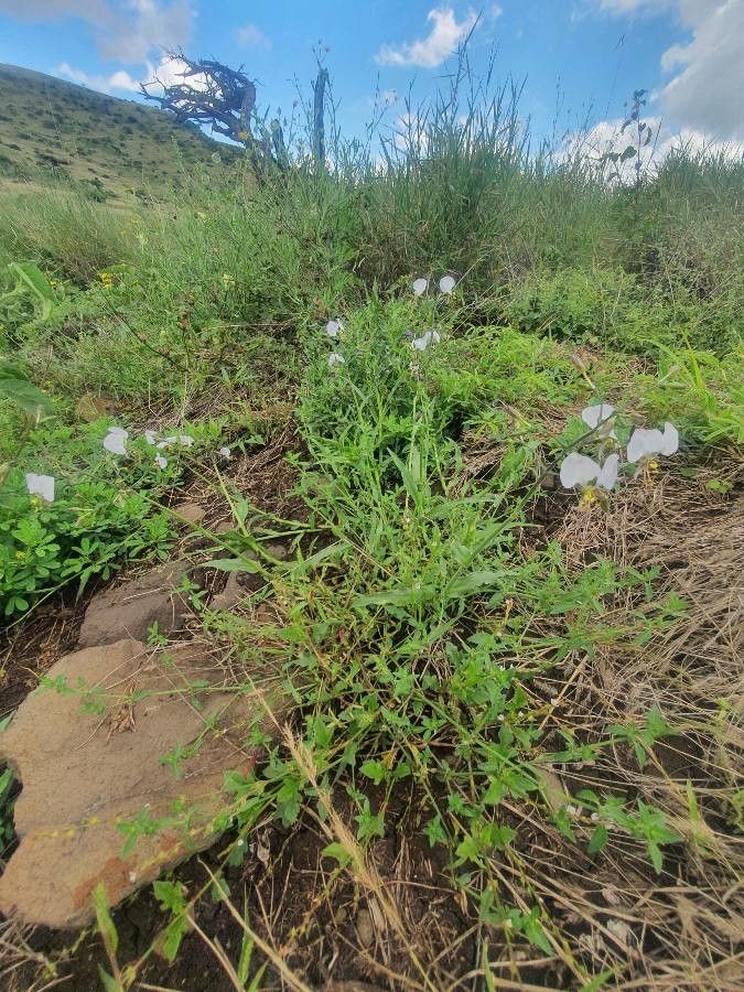 Aneilema hockii habit