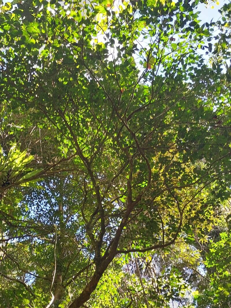 Casearia nigrescens other