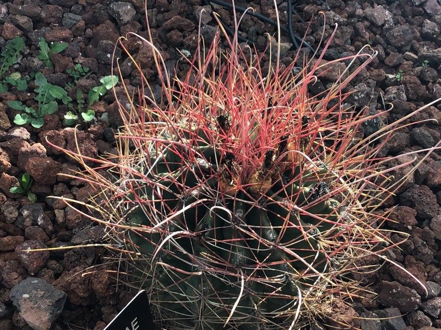 Ferocactus hamatacanthus — houseplant care guide