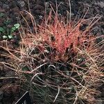 Ferocactus hamatacanthus