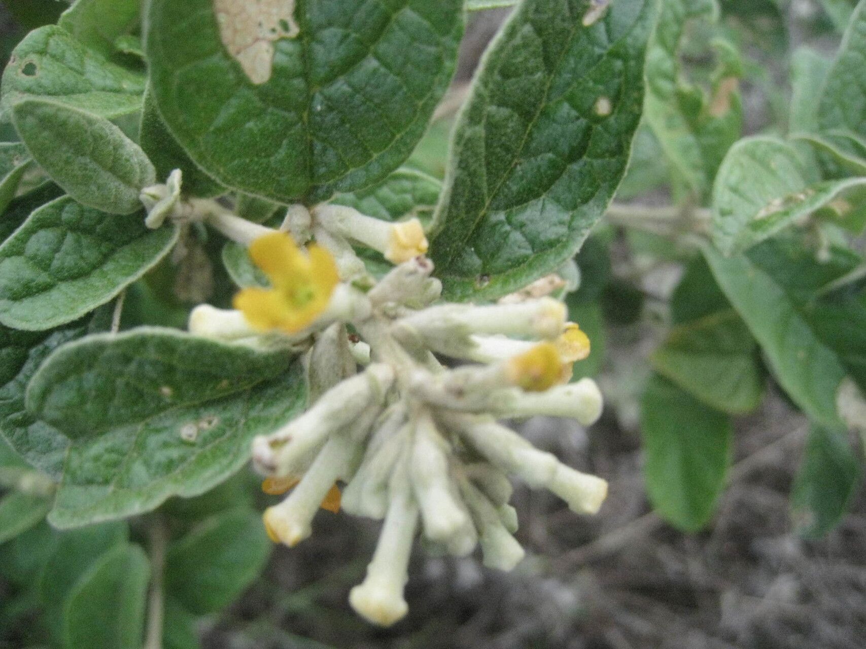 Buddleja fusca — search result for 'Buddleja'