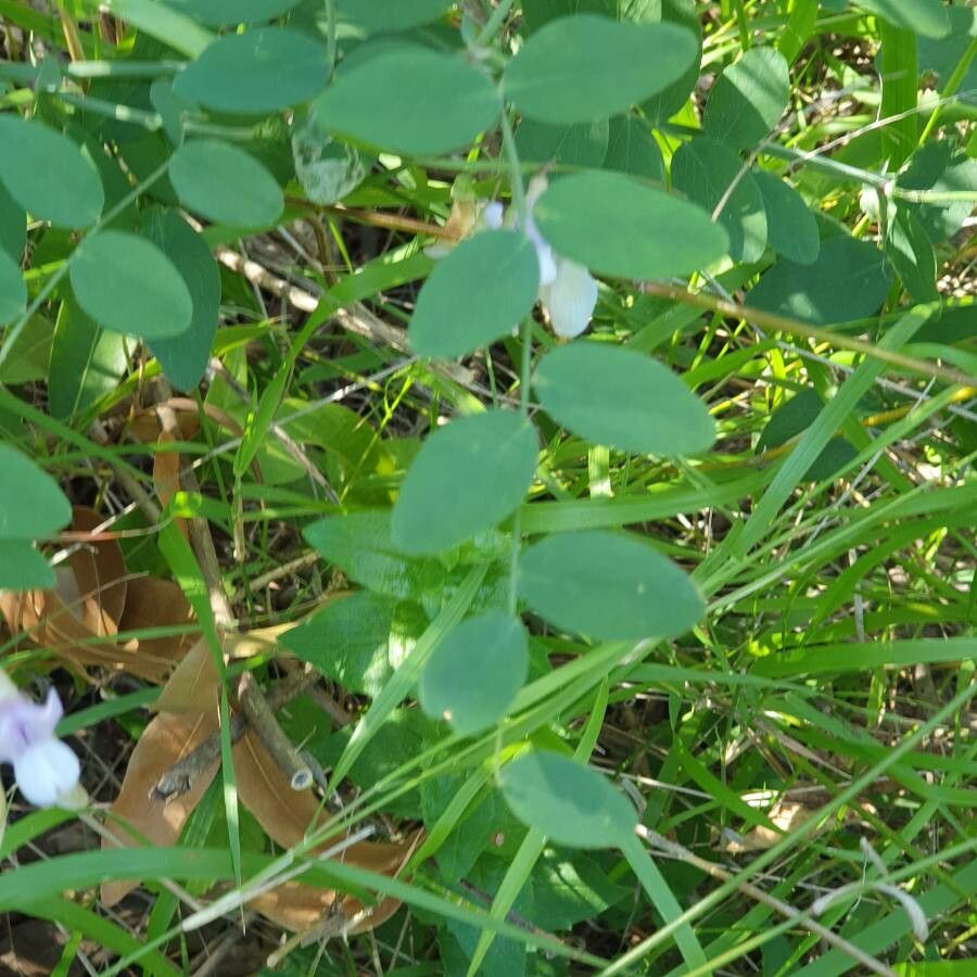 Lathyrus lanszwertii — search result for 'Fuchsia'